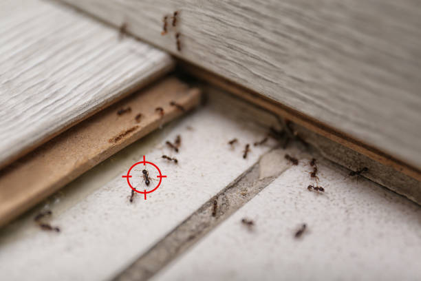 Professional Pest Control in Weatherly, PA